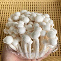 เห็ดชิเมจิขาว