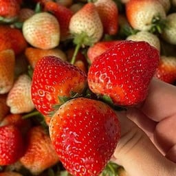 สตรอเบอรี่นมสด3เเก้ว(ฟรีน้ำเปล่า1ขวด)