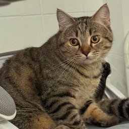 จกพุงเจ้าของร้าน