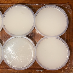 วุ้นกะทิแบบถ้วย (KA)