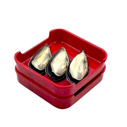 หอยแมลงภู่