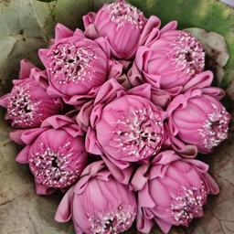ดอกบัว8ดอก(ไม่มีก้าน)