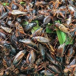 จิ้งหรีดทอด