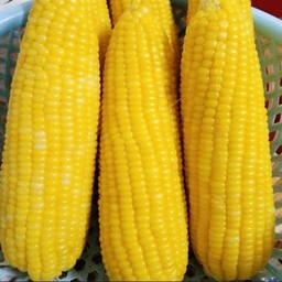 ข้าวโพดต้ม