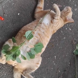 อย่าสั่ง ร้านป้าจุ๋มแจ้งย้ายร้านนะคะ (หันหน้าเข้าร้าน)ไปทางขวามืออีก300ม.ร้านอยู่ติดกับร้านกุ๊กเสริฐตรงข้ามร้านป.พานิชกับร้านก๋วยเตี๋ยวป.ประทีบถนนเส้นเดียวกัน