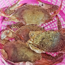 ปูม้าตัวเล็ก ตัวละ