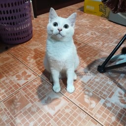 ร้านเส้นโหด