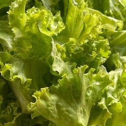 ผักกาดหอมสดใหม่ทุกเช้า