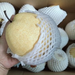 สาลี่น้ำผึ้ง(1ลูก)