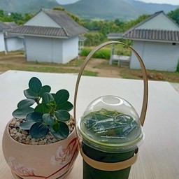 ชาเขียวมะนาวเย็น