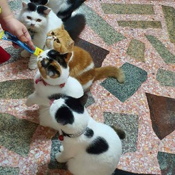 ทิปค่าขนมแมวเลียสหาย4ขา