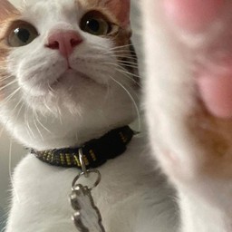 บักย้อยSea