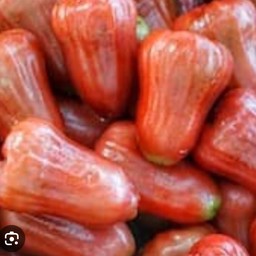 ชมพู่แดง