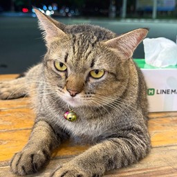 น้องลูซี่