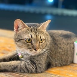 น้องลูซี่