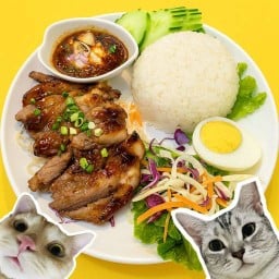 แมวเหมียว กินข้าวไก่ย่าง