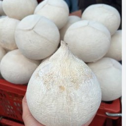 มะพร้าวเผา