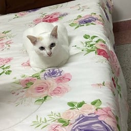 หมี่แมวอ้วน