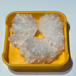 เห็ดหูหนูขาว