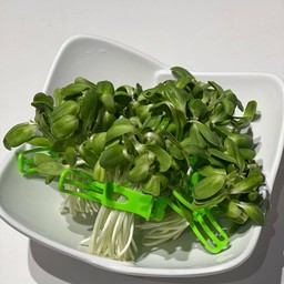 ต้นอ่อนทานตะวัน