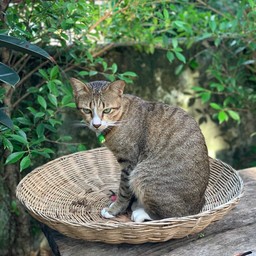 ทาโกะยากิกินเพลิน