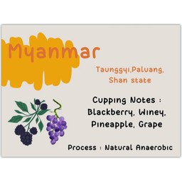 พม่า Anaerobic