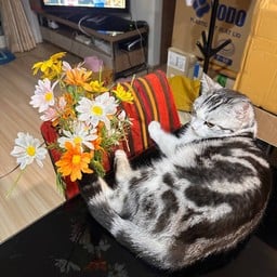 [เซตสุดฮิต] กล่องสุ่ม มั่นคง Scotish + Blue hawaii Soda + Lemon honey เปรี้ยวไม่ปลอม