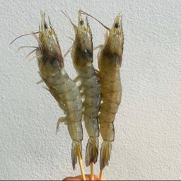 กุ้งขาว (ตัว)