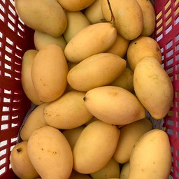 นีนี่ ข้าวเหนียวมะม่วง (คุรุ)