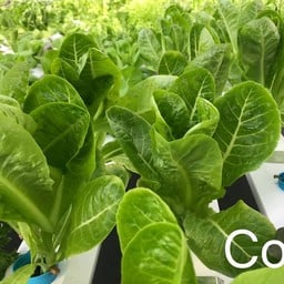 สลัดสวนรถไฟ by A.P.Organic Farm