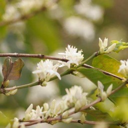 50g Fazenda Río Verde, Brazil and Jauja, Guatemala (Ceresia Seasonal Espresso Blend)
