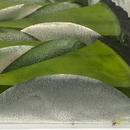 เค้กทาร์ตชาเขียว