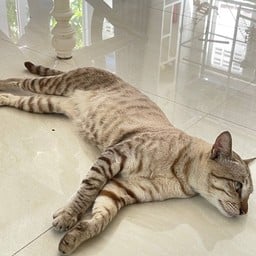 Shabuclub ชาบูคลับ มหาชัย