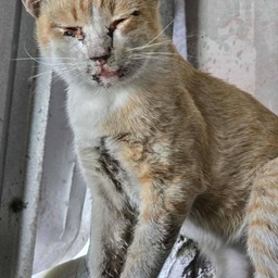 ผมเป็นแมวจรจัดครับมาขอข้าวกิน