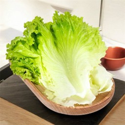 ผักกาดหอมนอก