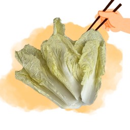 ผักกาดขาว