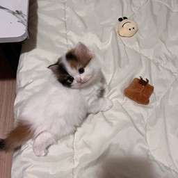 น้องมิกิ เก็บตัง