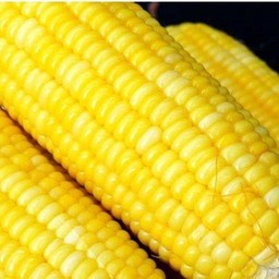 ข้าวโพด