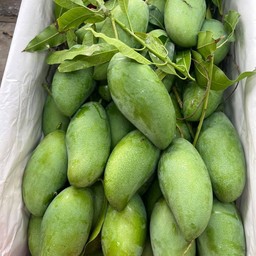 มะม่วงมัน 1 โล