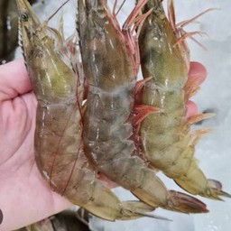 กุ้งสด/สุก 4ตัว (ระบุให้ด้วยนะคะ)