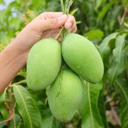 กุ้งแช่ by โคตรจะแซ่บ