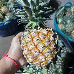 สับปะรดหวานๆ