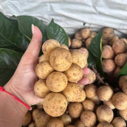 ลองกองตันหยงสวยๆ หวานๆ