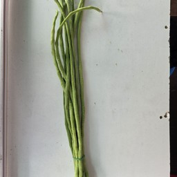 ถั่วฝักยาว