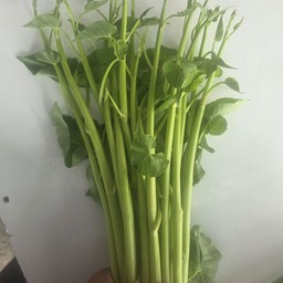 ผักบุ้งไทย