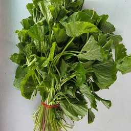 ใบบัวบก