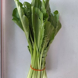 ผักกวางตุ้ง