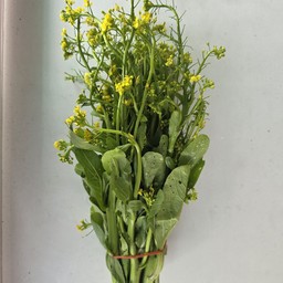 ผักกวางตุ้งดอก