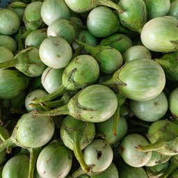 มะเขือเปราะ