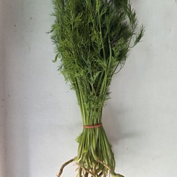 ผักชีลาว